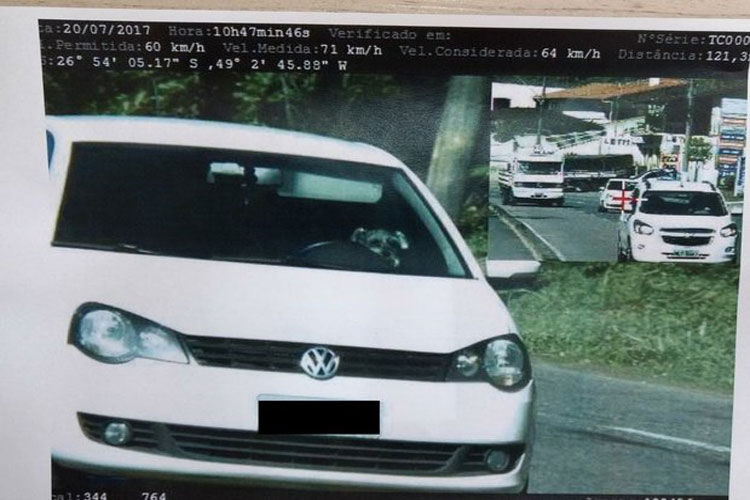 Radar flagra cachorro 'dirigindo' carro acima da velocidade em Santa Catarina