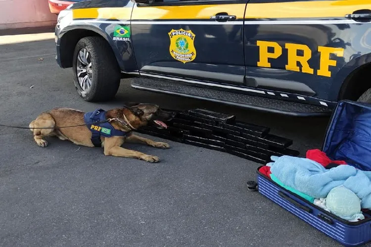 PRF apreende 25 kg de maconha com auxílio dos cães farejadores em Vitória da Conquista