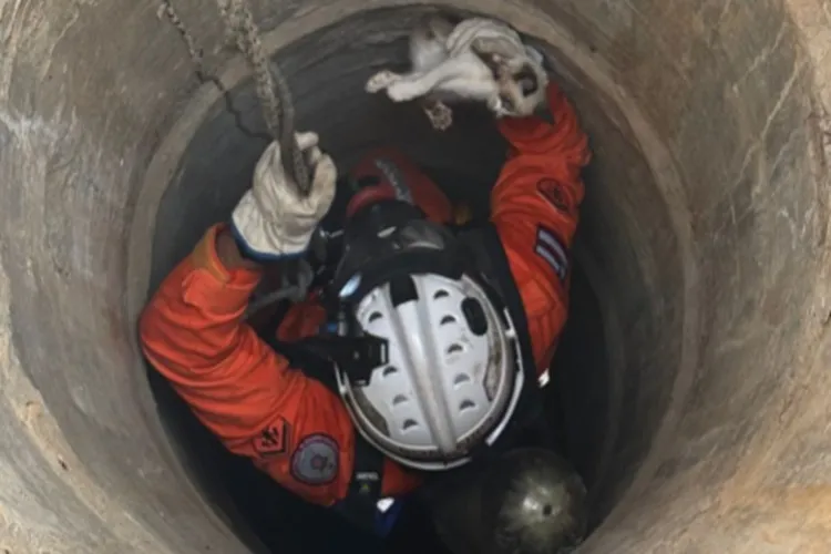 Gato é resgatado após cair em poço de 15 metros em Bom Jesus da Lapa