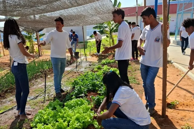 Estudantes cultivam horta ecológica e fortalecem aprendizado em Bom Jesus da Lapa