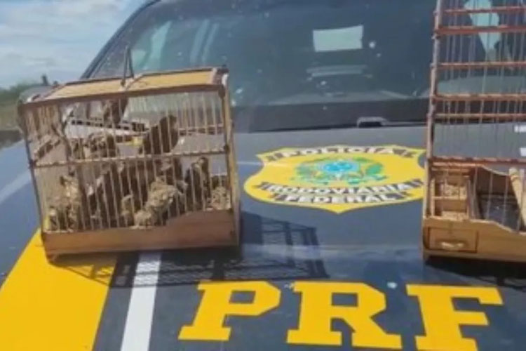 Mais de 40 pássaros silvestres são resgatados no norte da Bahia