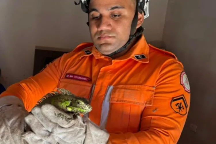 Iguana 'escala' parede de residência e mobiliza bombeiros em Bom Jesus da Lapa
