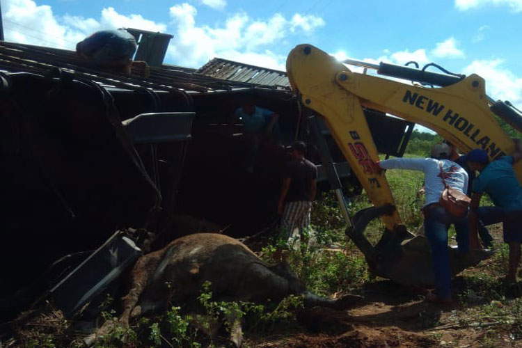 Caminhão boiadeiro tomba na BA-152 e vários animais morrem em Livramento de Nossa Senhora