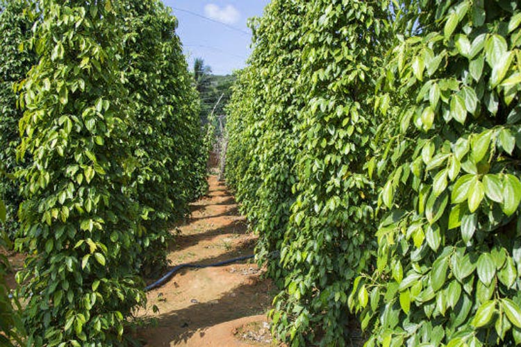 Prado: Homem é preso suspeito de estuprar menina de 7 anos em plantação de pimenta