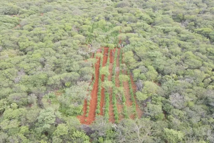 PM e PM desmontam plantação que geraria 1 tonelada de maconha em Casa Nova