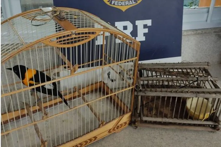 Conquista: Passageiro é flagrado transportando Corrupião aprisionado em gaiola