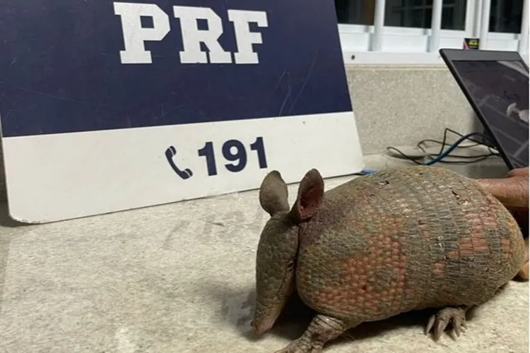 Vitória da Conquista: PRF resgata um tatu durante abordagem na BR-116