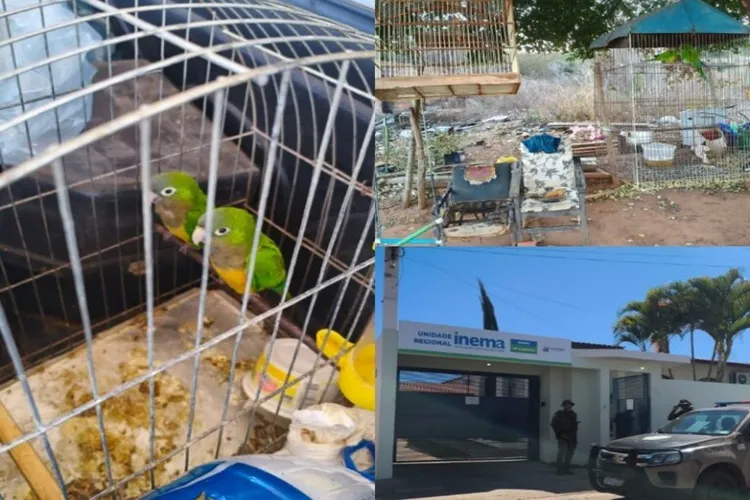 Operação Biomas: Polícia Ambiental resgata aves silvestres e destrói gaiolas em Brumado