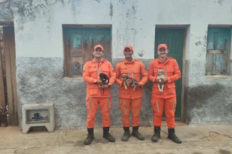 Bombeiros escavam fossa e resgatam três filhotes de cachorro em Bom Jesus da Lapa