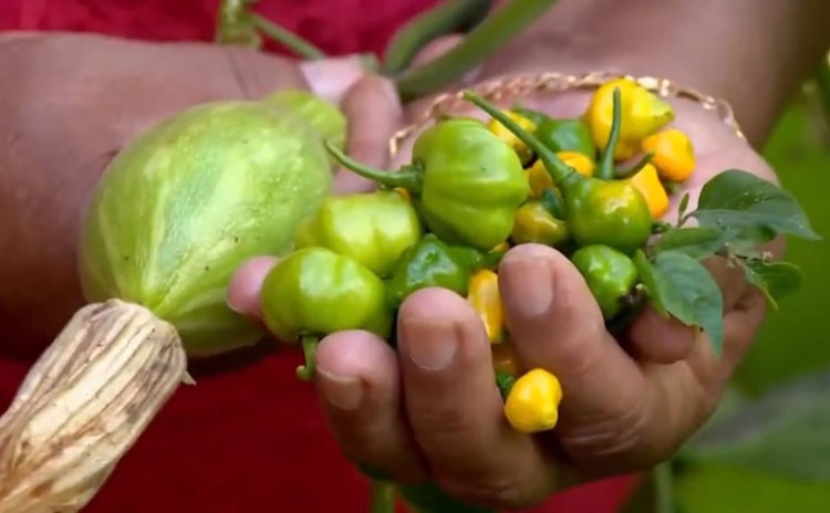 Agricultura familiar: Cooperativas terão linha de crédito para financiamento