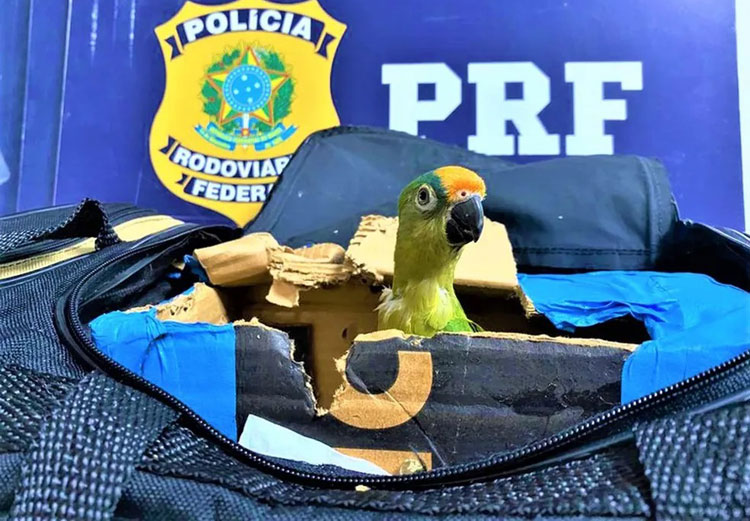 Vitória da Conquista: Mulher é flagrada com arara-maracanã em bolsa de viagem