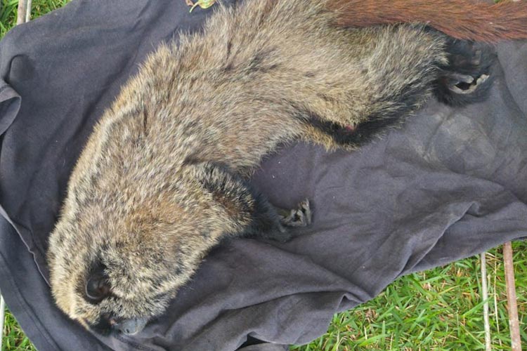 Chapada Diamantina: Macaco nativo de florestas no Nordeste é resgatado em Lençóis