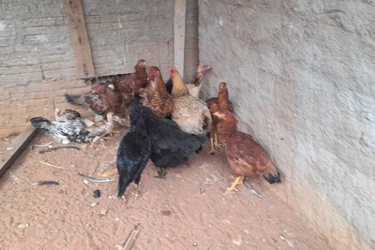 Brumado: Abelhas em fúria atacam populares e matam animais no Bairro São José