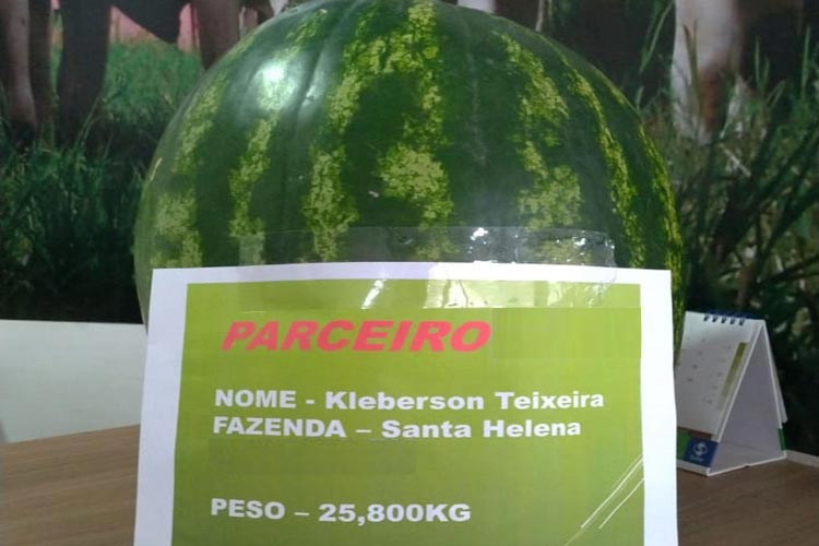 Melancias produzidas na região de Brumado ganham mercado nacional