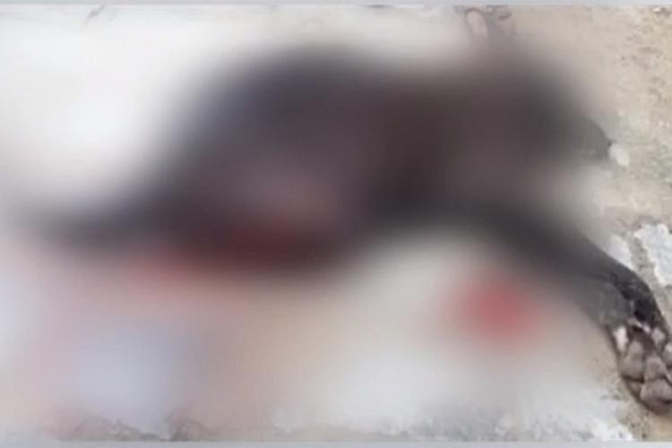 Ubatã: Homem mata cachorro a golpes de faca após animal roubar carne em açougue