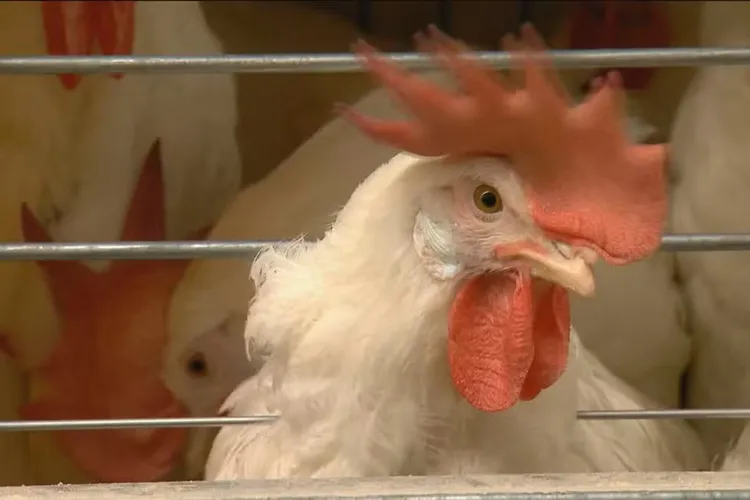 Brasil se declara livre da gripe aviária após caso em granja comercial