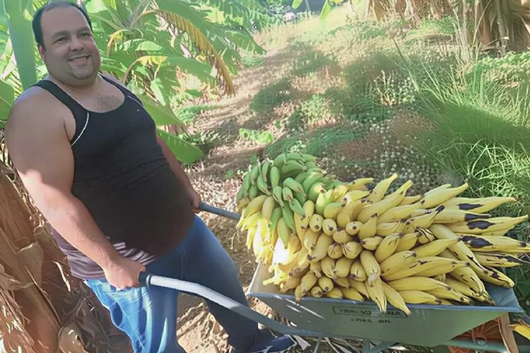 Produtor de Guanambi colhe cacho de banana-da-terra com mais de 50 kg
