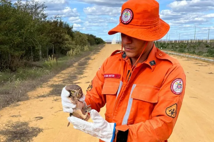 20º BBM resgata coruja dentro de loja de conveniência em Bom Jesus da Lapa
