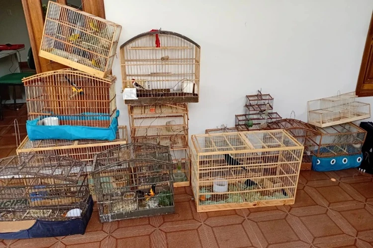 Guanambi: Secretaria de Meio Ambiente apreende 22 aves silvestres em cativeiro
