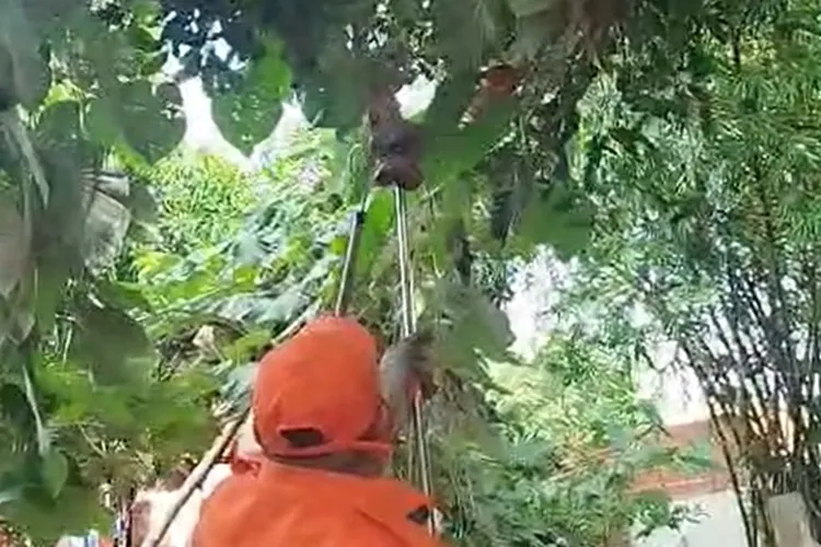 VÍDEO: Jiboia de 1 metro é resgatada dentro de quintal de residência em Brumado