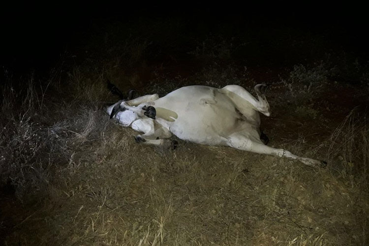 Gerente do Bradesco de Dom Basílio é vítima de acidente com animal na BA-148