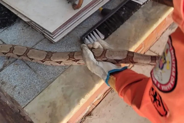 Jiboia é resgatada pelo 20º BBM em Bom Jesus da Lapa