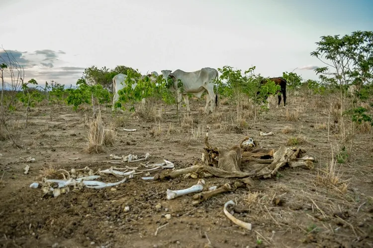 Bahia tem 2 milhões de pessoas afetadas pela seca só em 2025
