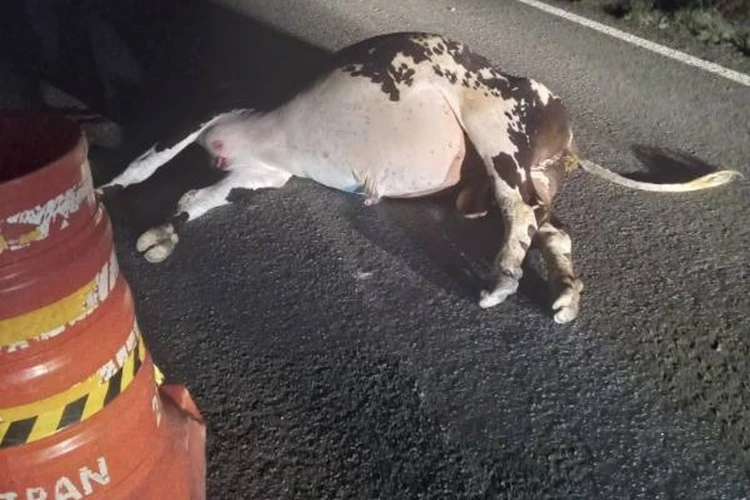 Guanambi: Duas pessoas morrem após carro bater em boi e capotar na BR-122