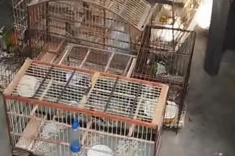 79ª CIPM apreende grande quantidade de aves silvestres em Poções