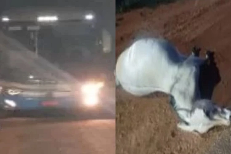 Ônibus da Novo Horizonte colide com cavalo na BA-262 em Brumado