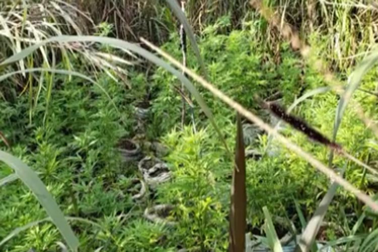 Cinco homens são presos e mais de 300 pés de maconha apreendidos em Condeúba