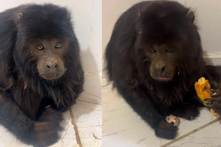 Macaco bugio atacado por cães é resgatado em Livramento de Nossa Senhora