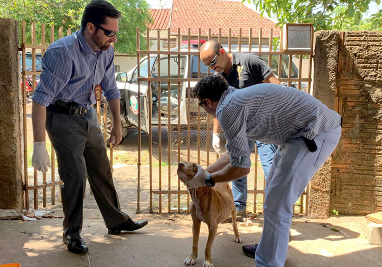 Dono é multado em R$ 3 mil por cão infestado de carrapatos