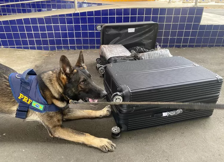 Vitória da Conquista: PRF prende traficante transportando maconha e skunk em ônibus