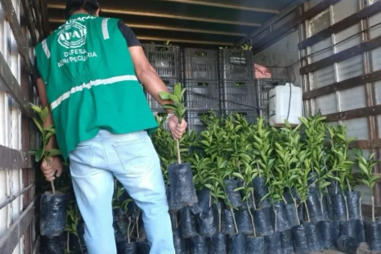 Adab apreende carga irregular de mudas cítricas no município de Tanhaçu