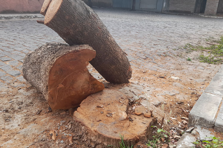 Árvores estão sendo podadas e derrubadas visando fogueiras juninas em Brumado