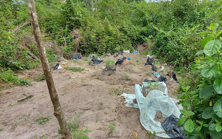 Plantação com 35 pés de maconha é localizada em fazenda no sul da Bahia