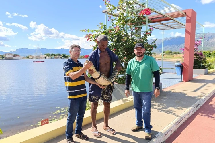 Jacaré é retirado de lagoa em área urbana de Livramento de Nossa Senhora