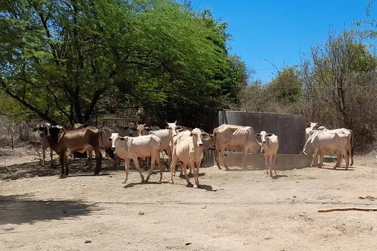 Seca: Há quase 30 dias, ajuda emergencial do Estado ainda não chegou na região sudoeste