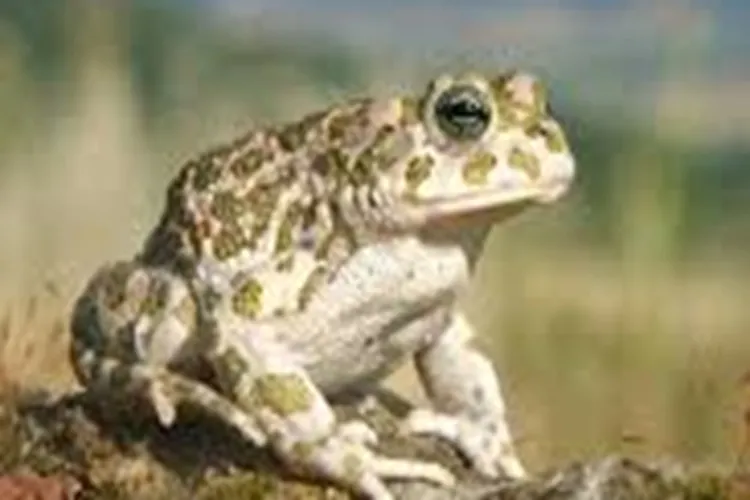 Mulher tem olho atingido por veneno de sapo em Livramento de Nossa Senhora