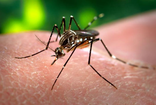Já conhecido no Brasil, Aedes aegypti volta a assustar o país em 2015
