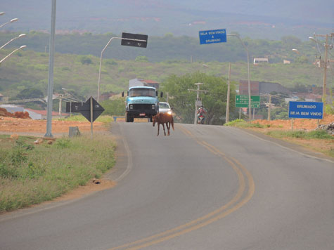 Brumado: Animais circulam entre carros na BA-148