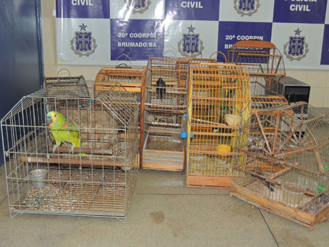 Brumado: Polícia cumpre mandado de prisão, recupera produtos roubados e apreende aves silvestres