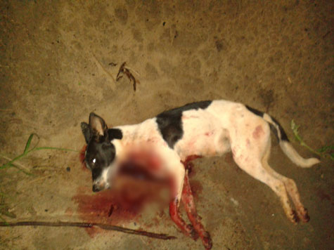 Brumado: Animais são mal tratados no Bairro Santa Tereza