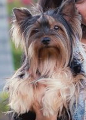 Brumado: Donos de cachorro sumido oferece boa recompensa