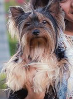 Brumado: Cachorro desaparecido