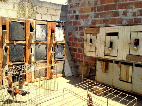 Vitória da Conquista: Rinha de galo é fechada e 28 homens autuados em flagrante