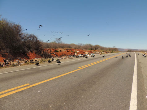 Brumado: Lixo e urubus oferecem risco no anel viário