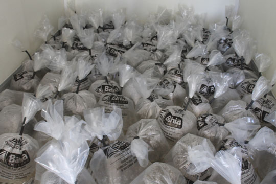 Cem mil alevinos são distribuídos em comunidades rurais de Brumado