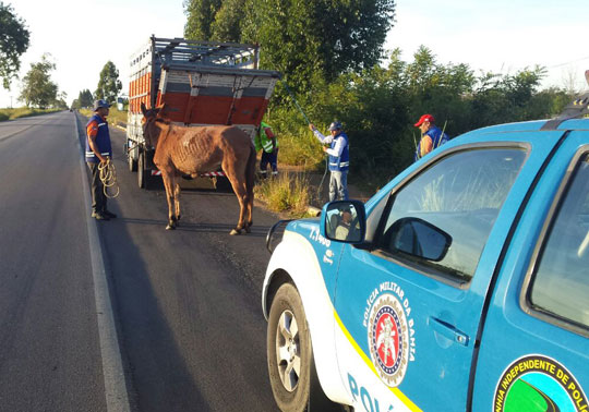 Polícia Rodoviária Estadual apreende 13 animais na região sudoeste